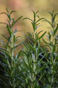 ハーブで虫除け 地植えでも育てやすい種類4選とコツを紹介 くららのブログ