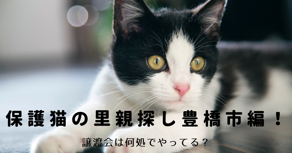 保護猫の里親探し豊橋市編 譲渡会は何処でやってる くららのブログ