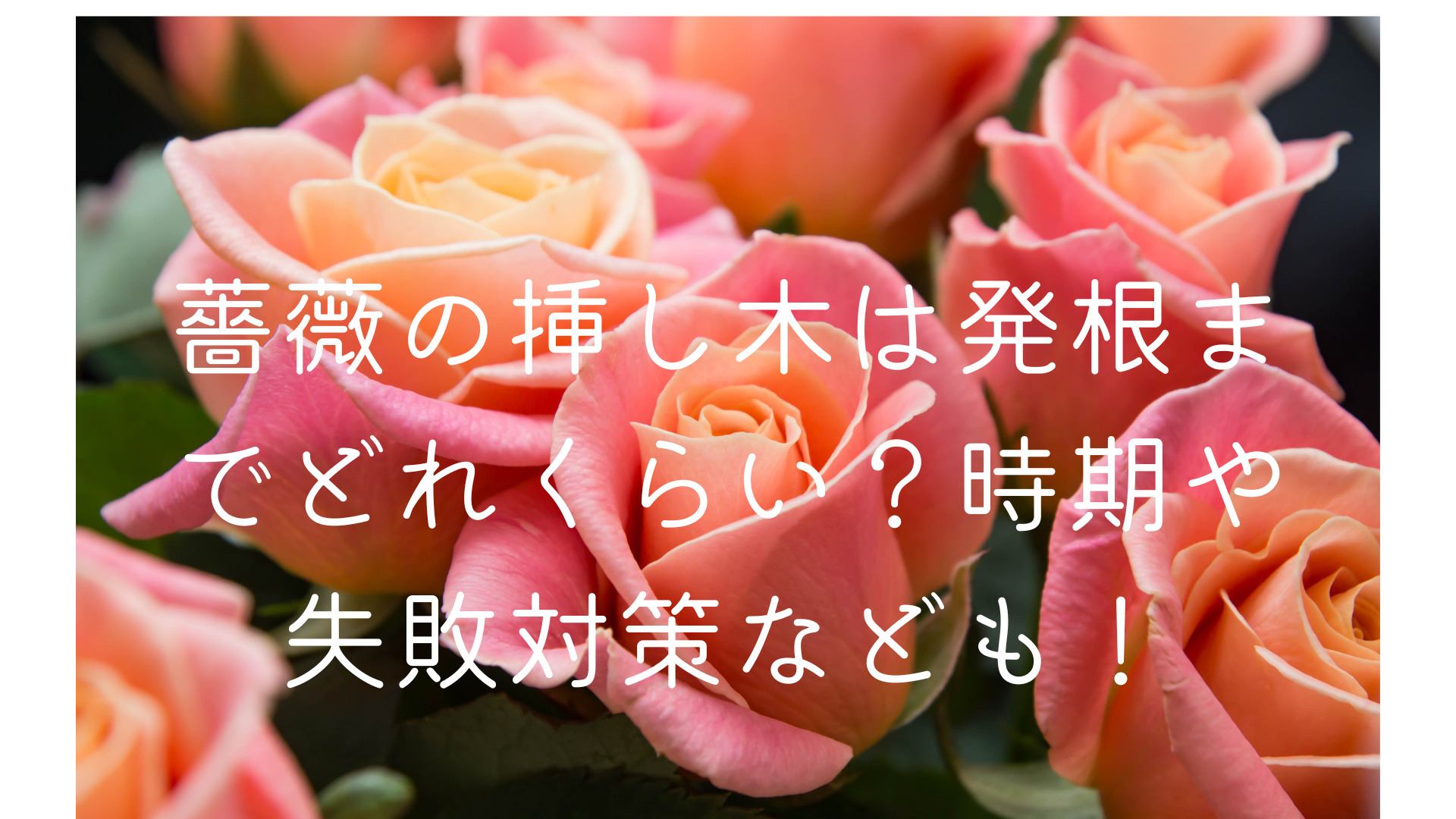 薔薇の挿し木は発根までどれくらい 時期や失敗対策なども くららのブログ